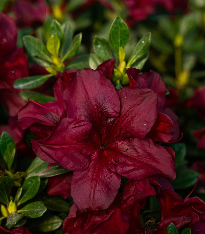 Encore® Autumn Velvet Reblooming Azalea (Rhododendron Encore® 'Autumn Velvet')