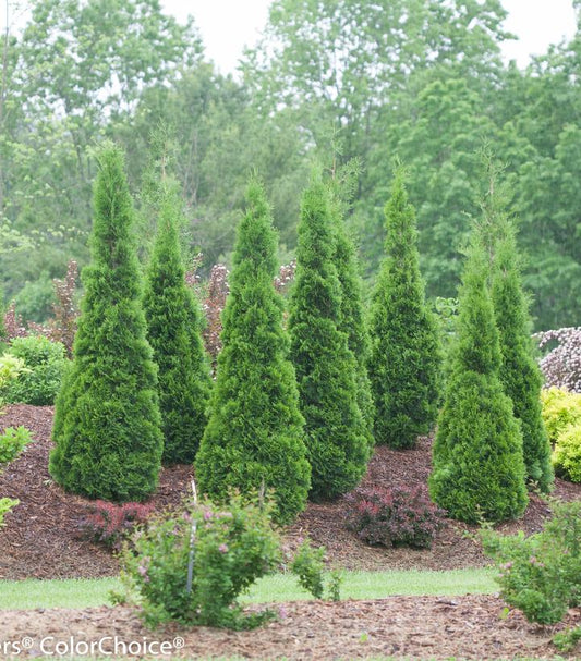 North Pole® Arborvitae (Thuja occidentalis North Pole®)