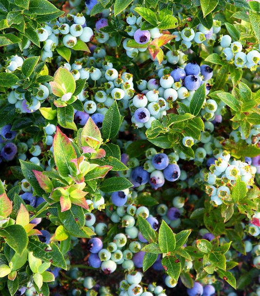 Jelly Bean Blueberry (Vaccinium angustifolium x 'Jelly Bean')