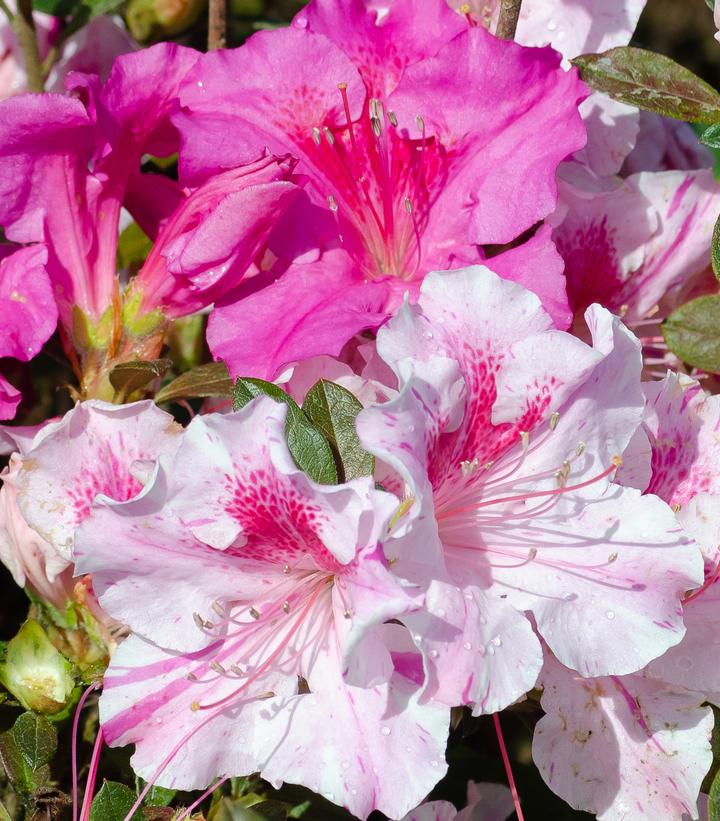 Encore® Autumn Twist™ Reblooming Azalea (Rhododendron Encore® 'Autumn Twist')