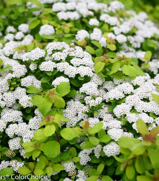 Glow Girl® Birchleaf Spirea (Spiraea betulifolia Glow Girl®)