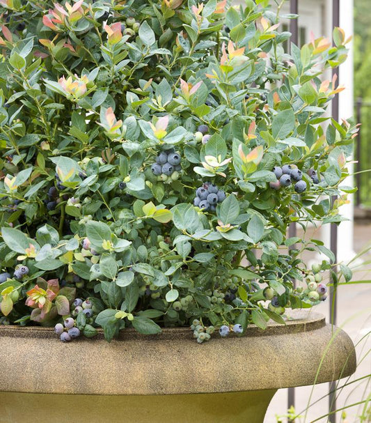 Pink Icing Blueberry (Vaccinium 'Pink Icing')