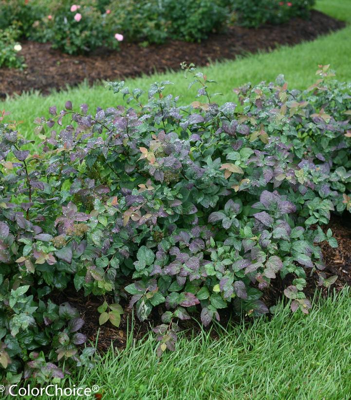 Double Play® Blue Kazoo® Spirea (Spiraea media Double Play® Blue Kazoo®)
