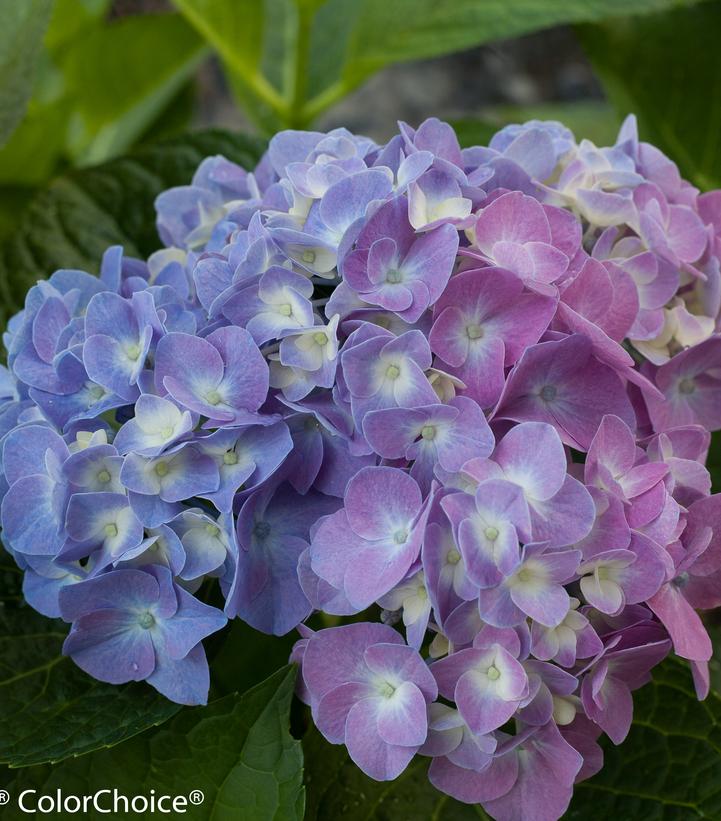 Let's Dance® Blue Jangles Mophead Hydrangea (Hydrangea m l.d. 'Blue Jangles')
