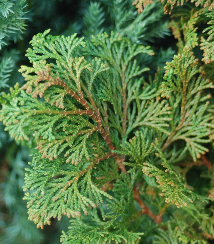Compact Hinoki Cypress (Chamaecyparis obtusa 'Gracilis')