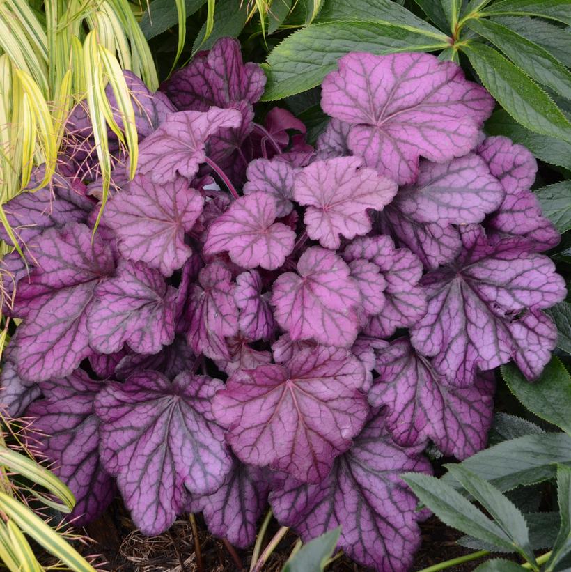 Primo Wild Rose Coral Bells (Heuchera primo 'Wild Rose')