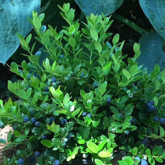 Berried Treasure Huckleberry (Gaylussacia brachycera 'Berried Treasure')