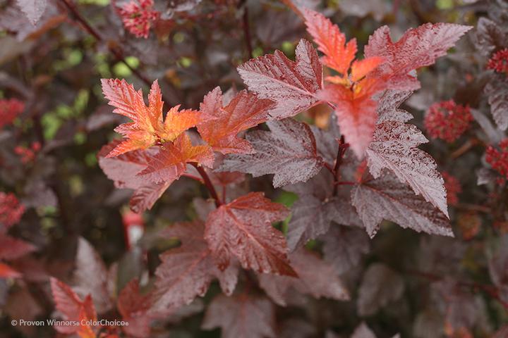 Ginger Wine® Ninebark (Physocarpus op. 'Ginger Wine')