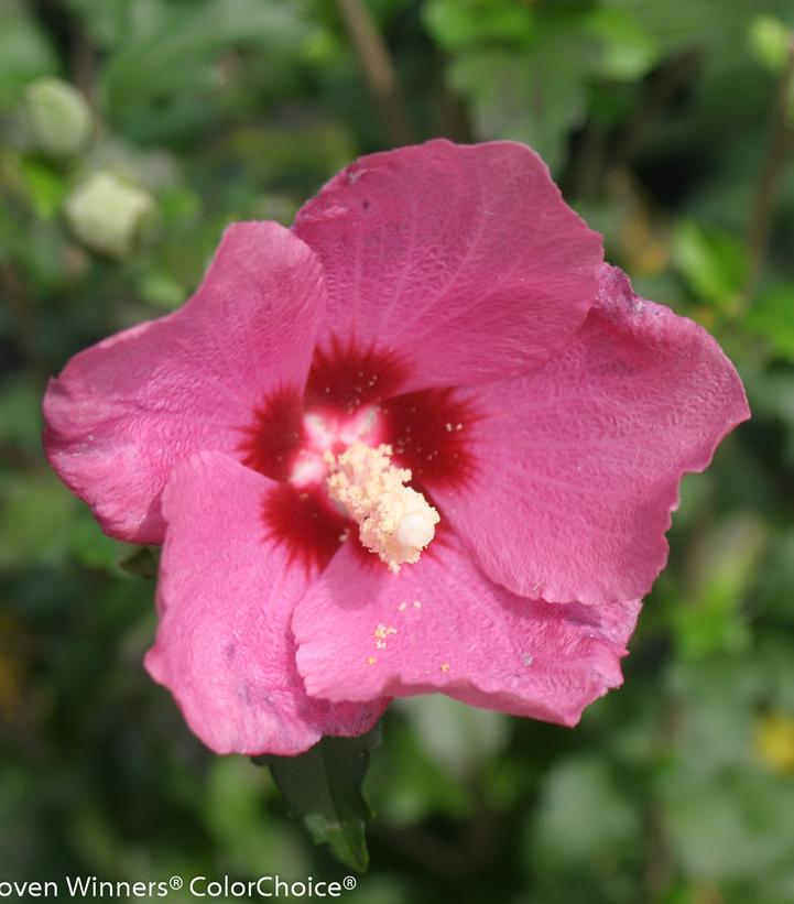 Lil’ Kim® Red Rose of Sharon (Hibiscus syriacus Lil' Kim® Red)