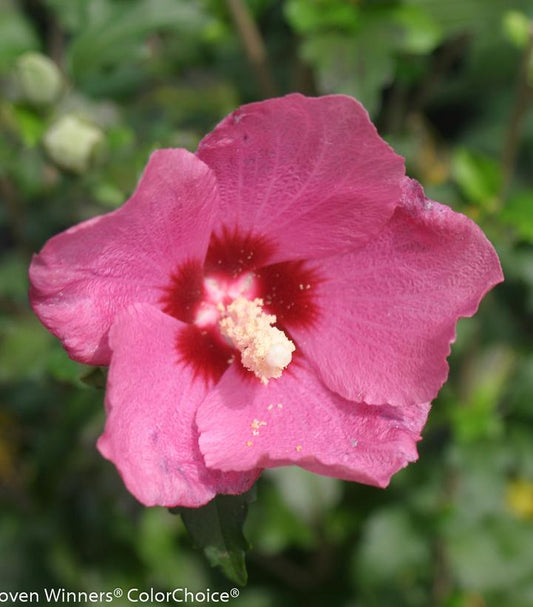 Lil’ Kim® Red Rose of Sharon (Hibiscus syriacus Lil' Kim® Red)