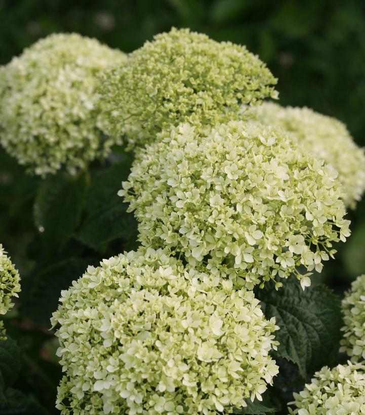 Invincibelle® Limetta Smooth Hydrangea - photo 2