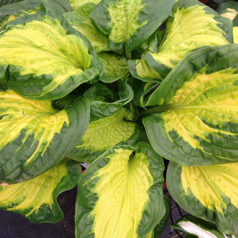 Shadowland® Etched Glass Hosta (Hosta shadowland 'Etched Glass')