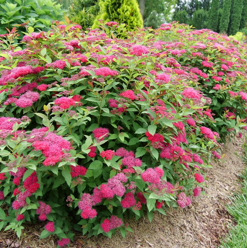 Double Play® Doozie™ Spirea (Spiraea Double Play® Doozie®)