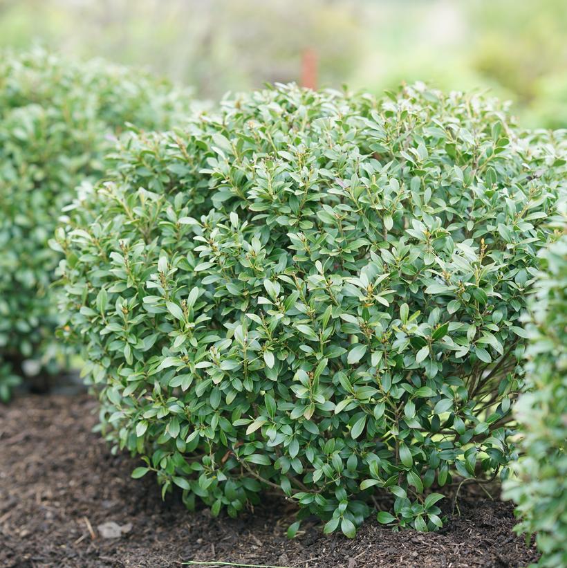 Strongbox® Inkberry Holly (Ilex glabra 'Strongbox')