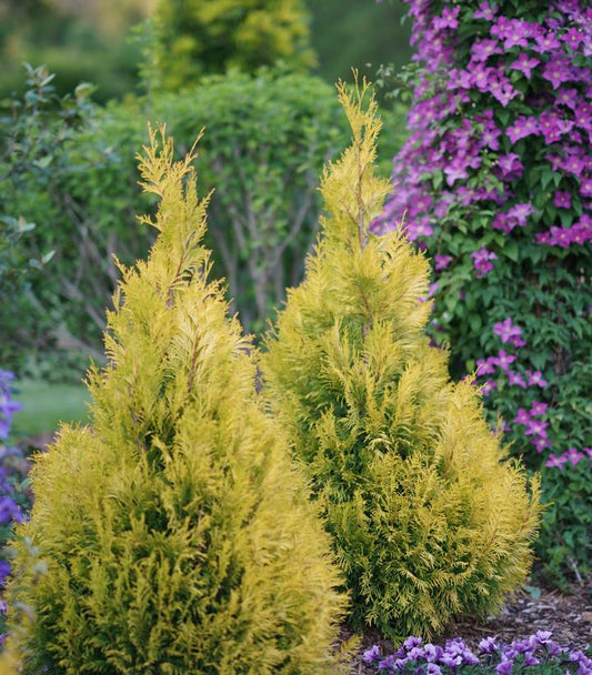 Fluffy® Western Arborvitae (Thuja plicata Fluffy®)