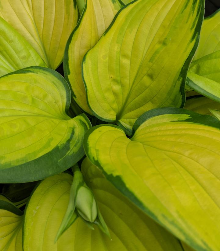 Stained Glass Hosta (Hosta 'Stained Glass')