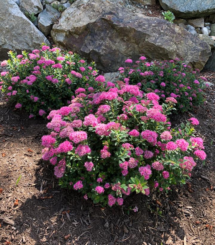 Poprocks® Petite Spirea (Spiraea japonica Poprocks® Petite)