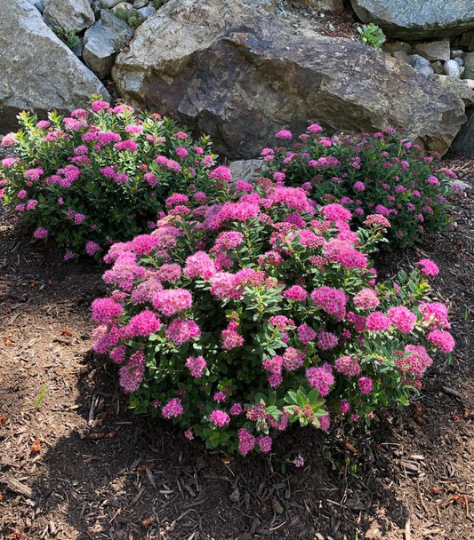 Poprocks® Petite Spirea (Spiraea japonica Poprocks® Petite)