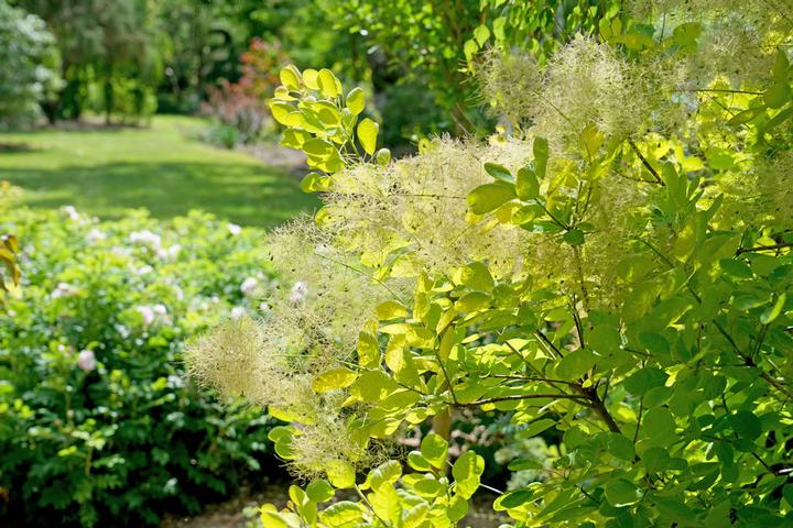 Winecraft Gold® Smokebush (Cotinus 'Winecraft Gold')