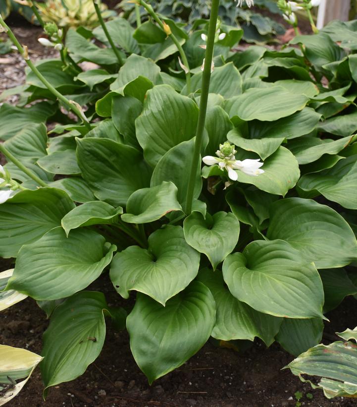 Royal Crest Hosta (Hosta 'Royal Crest')