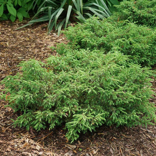 Tortuga Juniper (Juniperus com. 'Tortuga')