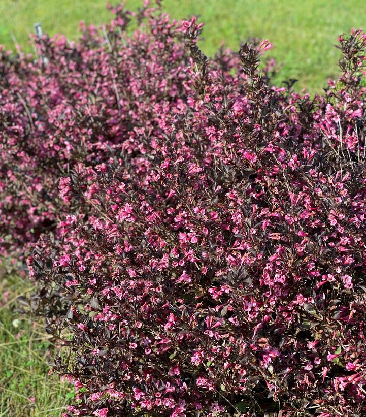 Very Fine Wine® Weigela (Weigela florida 'Very Fine Wine')