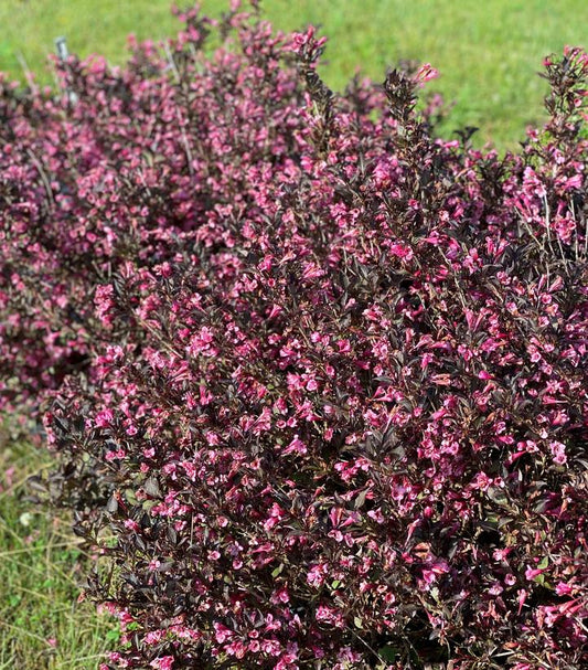 Very Fine Wine® Weigela (Weigela florida 'Very Fine Wine')