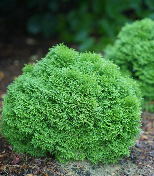 Tater Tot® Arborvitae (Thuja occidentalis Tater Tot®)