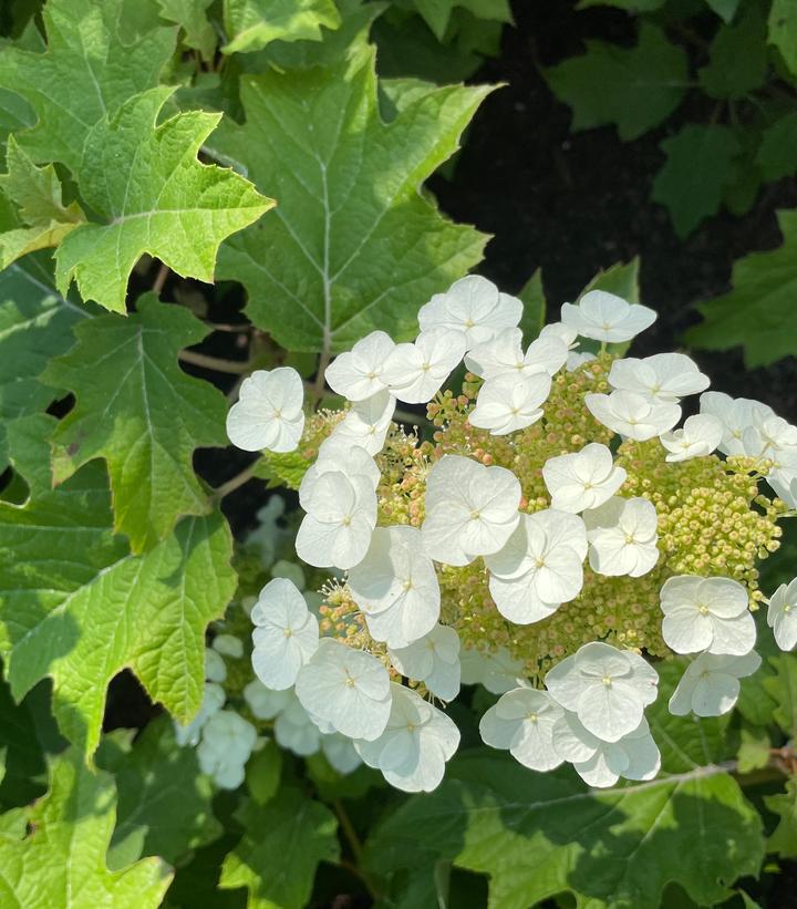 Toy Soldier Oakleaf Hydrangea (Hydrangea que. 'Toy Soldier')