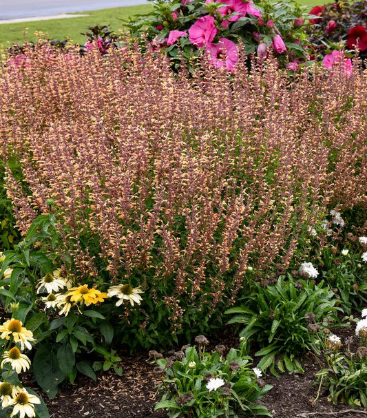 Meant To Bee® Queen Nectarine Hyssop (Agastache meant to bee 'Queen Nectarine')
