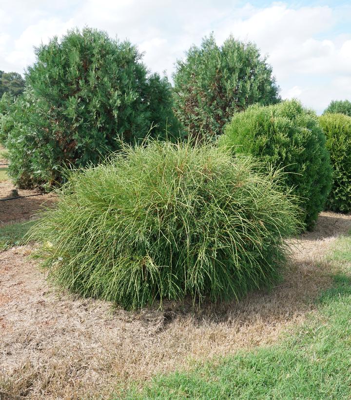 Whip It Good® Arborvitae (Thuja occidentalis Whip It Good®)