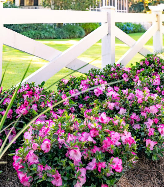 Encore® Autumn Kiss Reblooming Azalea (Rhododendron Encore® 'Autumn Kiss')