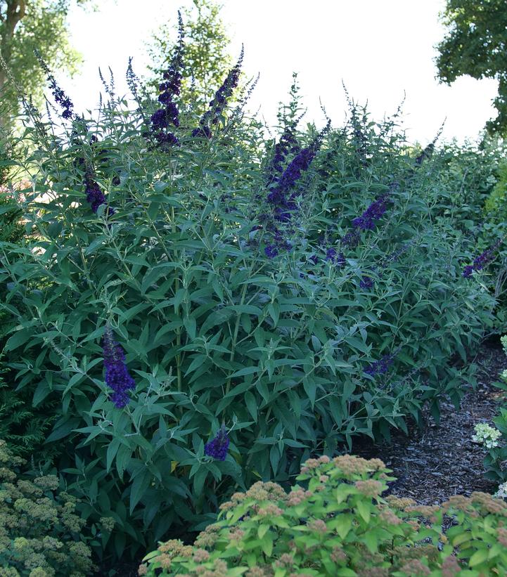 Darkest Night® Butterfly Bush (Buddleia x Darkest Night®)
