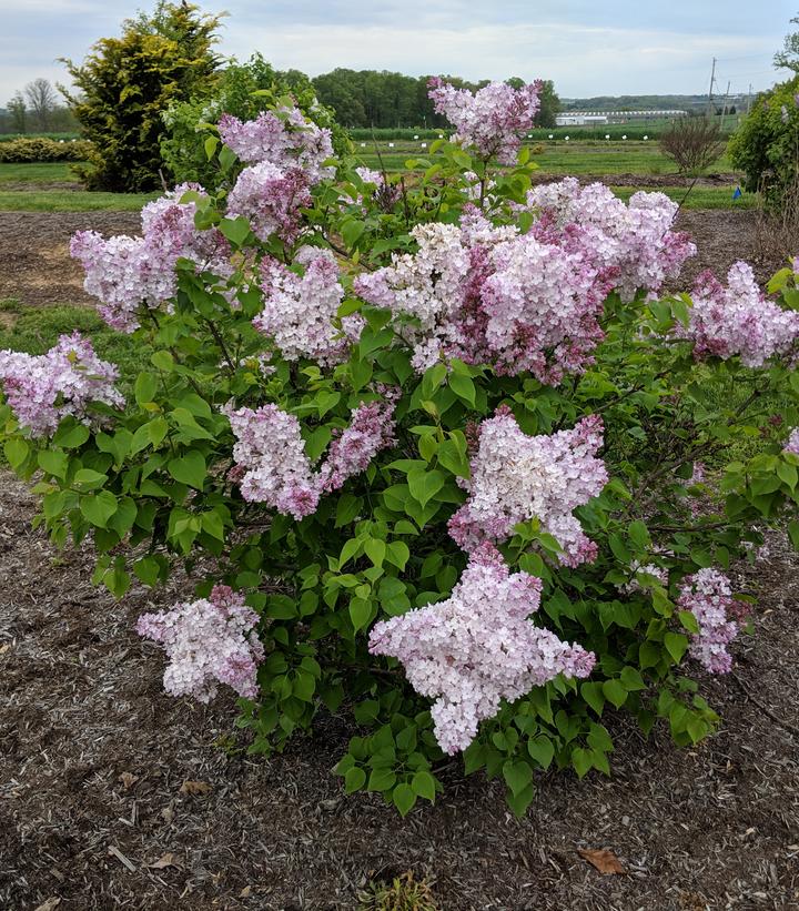 New Age™ Pink Lilac (Syringa vulgaris New Age 'Pink Flush')