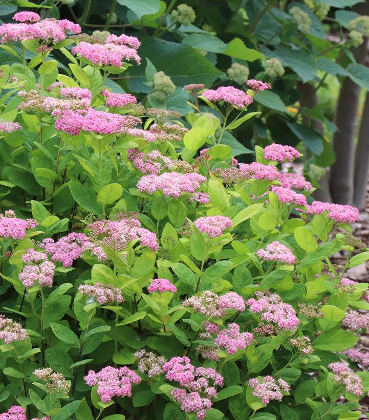 Glow Girl® Pink Spirea (Spiraea betulifolia Glow Girl® Pink)