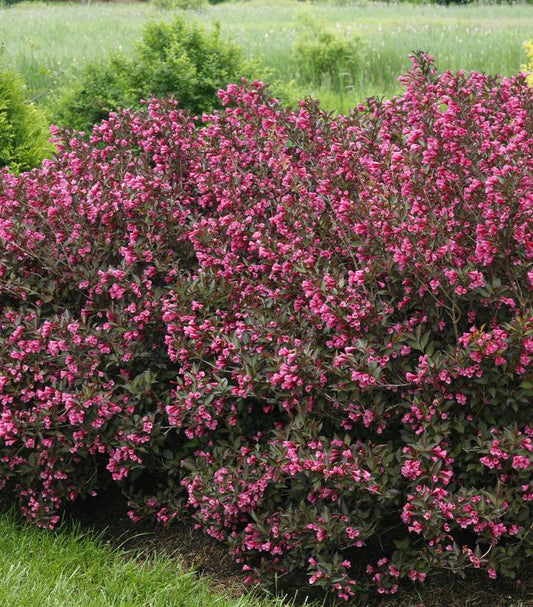Wine & Roses® Weigela (Weigela 'Wine & Roses')