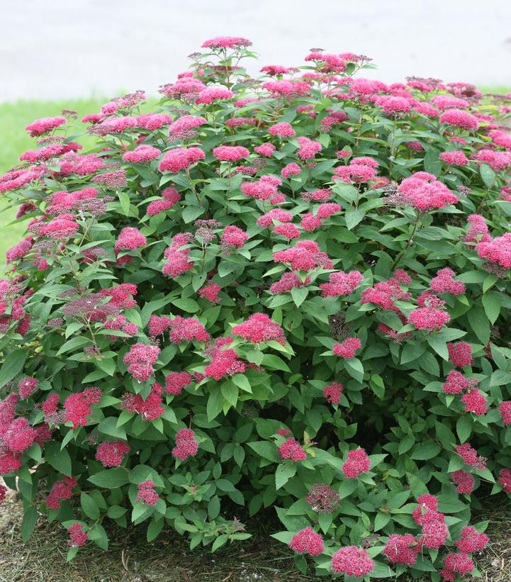 Double Play® Red Spirea (Spiraea japonica Double Play® Red)
