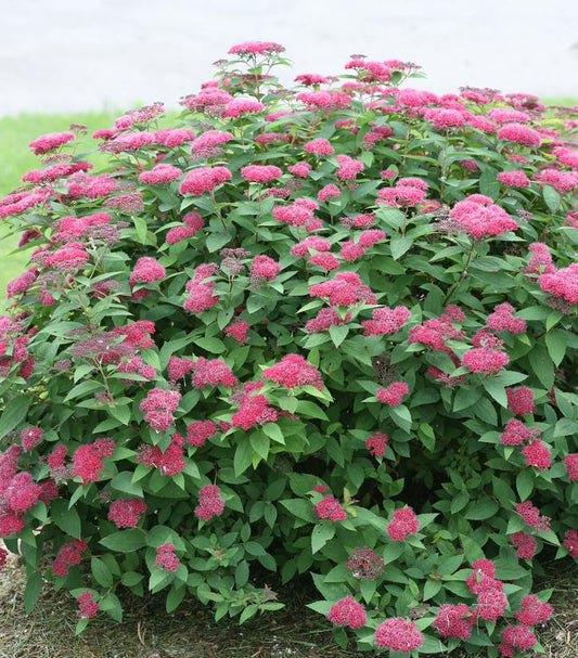 Double Play® Red Spirea (Spiraea japonica Double Play® Red)