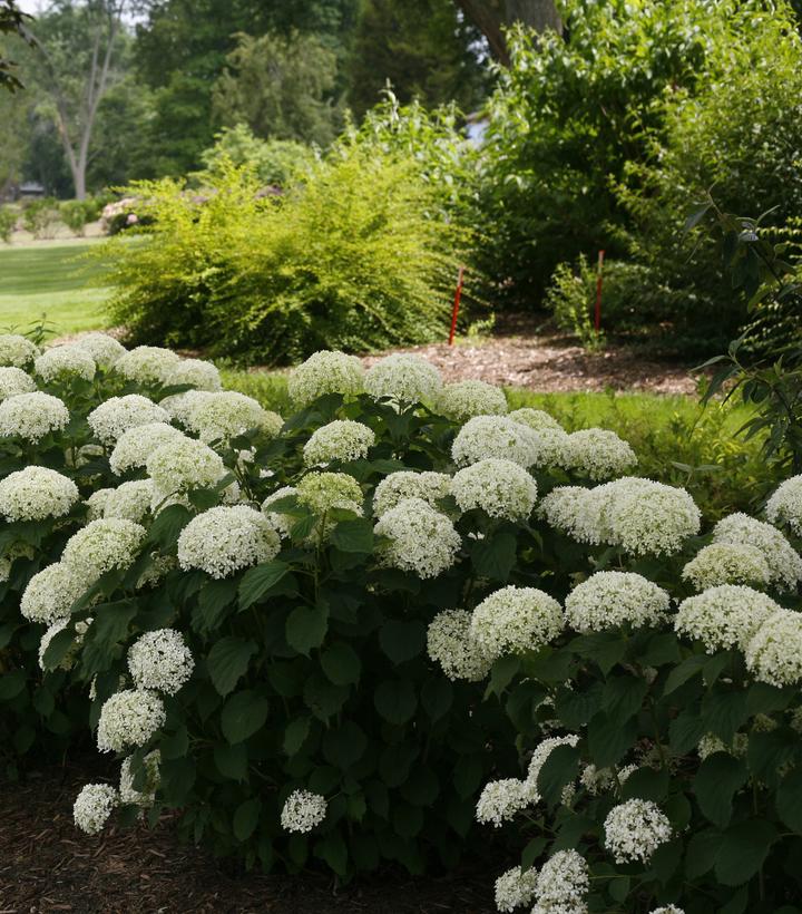 Invincibelle® Limetta Smooth Hydrangea (Hydrangea arb. invincibelle 'Limetta')