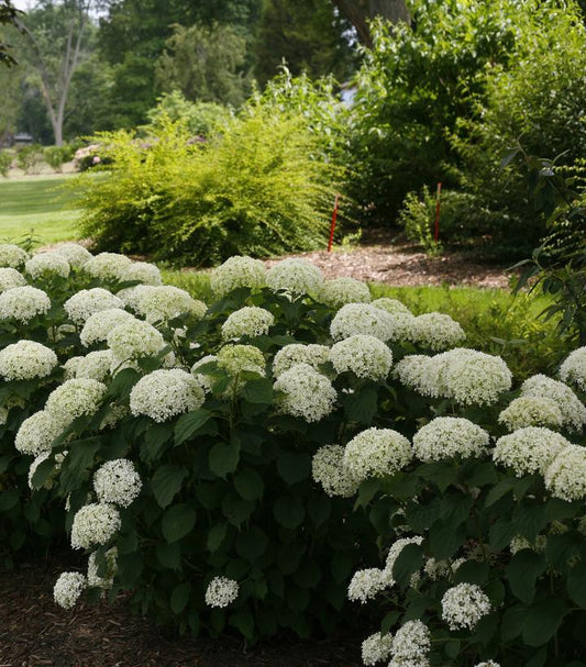 Invincibelle® Limetta Smooth Hydrangea (Hydrangea arb. invincibelle 'Limetta')