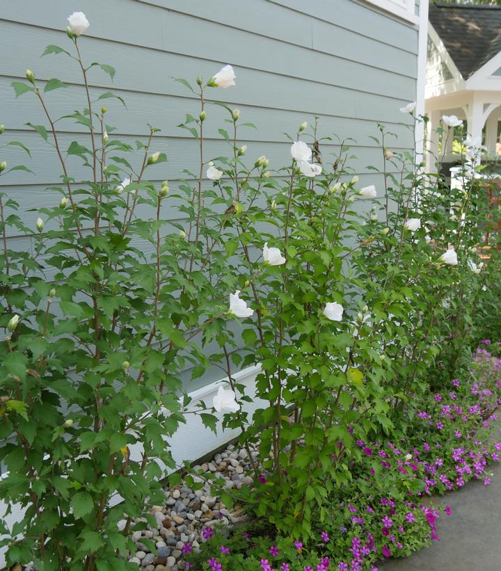 White Pillar® Rose of Sharon (Hibiscus syr. 'White Pillar')