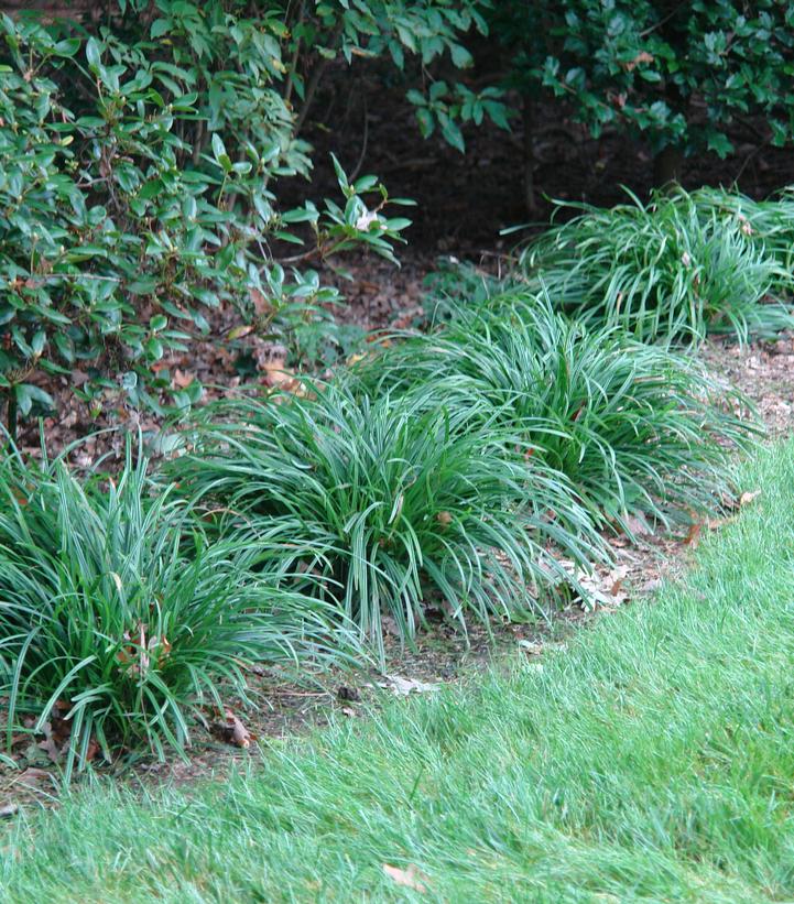 Creek Sedge (Carex amphibola)
