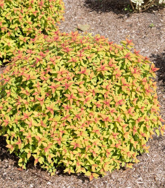 Rainbow Fizz™ Spirea (Spiraea japonica Rainbow Fizz™)