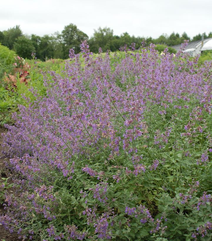 Walker's Low Catmint (Nepeta 'Walker's Low')