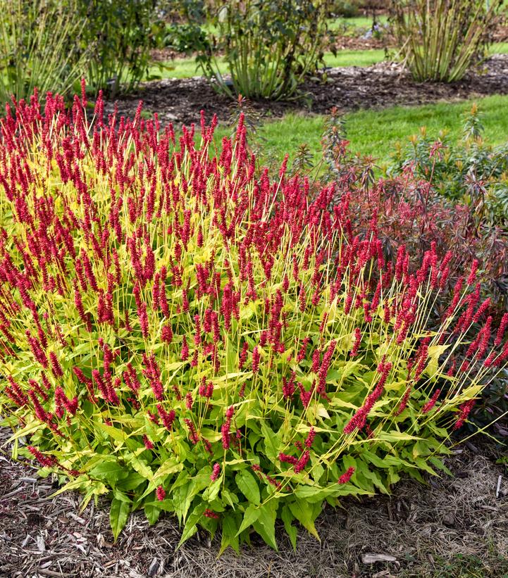 Glowing Reviews Mountain Fleece (Persicaria amplexicaulis 'Glowing Reviews')