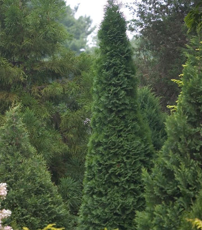 North Pole® Arborvitae - photo 2