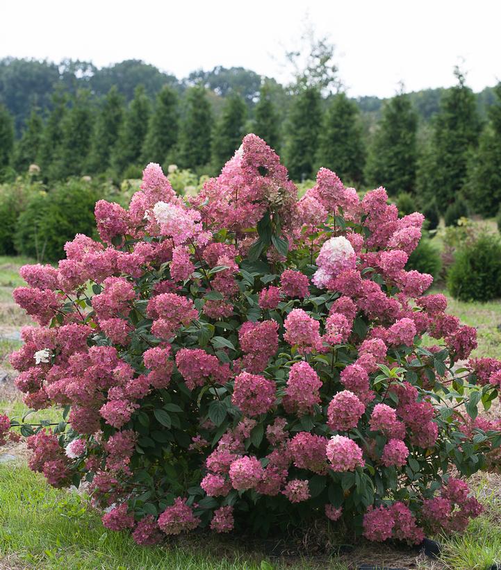 Fire Light® Panicle Hydrangea (Hydrangea pan. 'Fire Light')