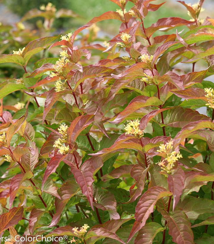 Kodiak Orange Bush Honeysuckle (Diervilla rivularis 'Kodiak Orange')