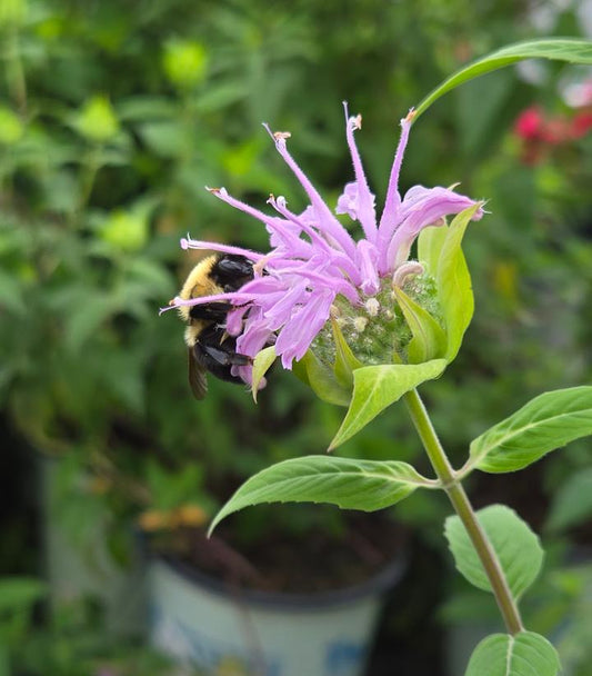 Wild Bergamot (Monarda fistulosa)