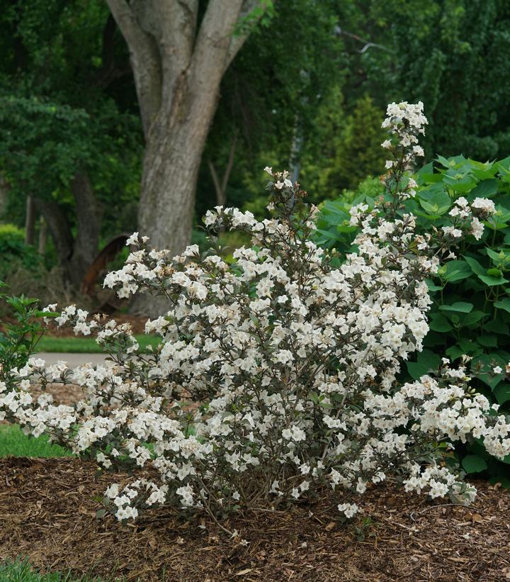 Wine & Spirits® Weigela (Weigela 'Wine and Spirits')